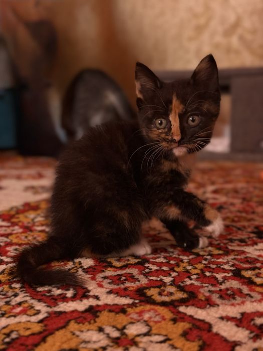 Віддаю кошеняток