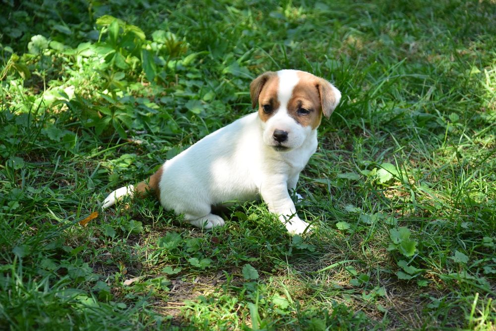 Jack Russell terrier pies