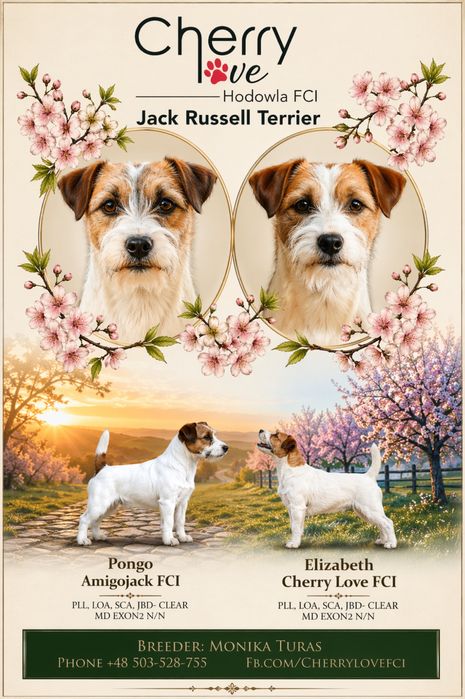 Jack Russell Terrier CherryLoveFCI oczekujemy szczeniat!