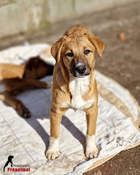 RALFA - Cadelinha jovem para Adoção
