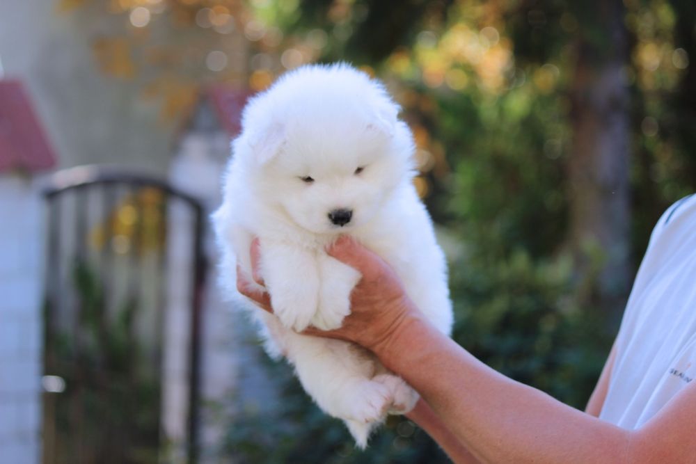 Wybitny piesek samoyed z rodowodem ZKwP FCI