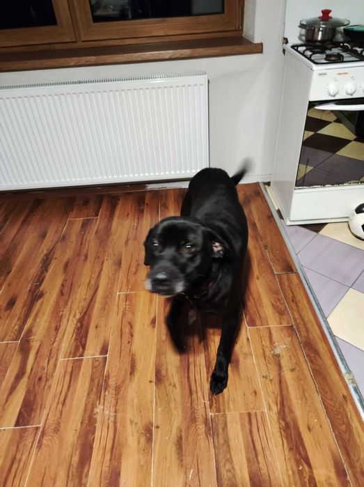 Oddam za darmo w dobre ręce