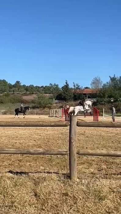 Égua desporto Cruzado Português