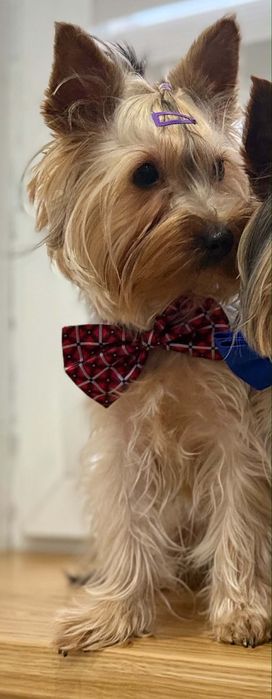Szczeniak yorkshire terrier