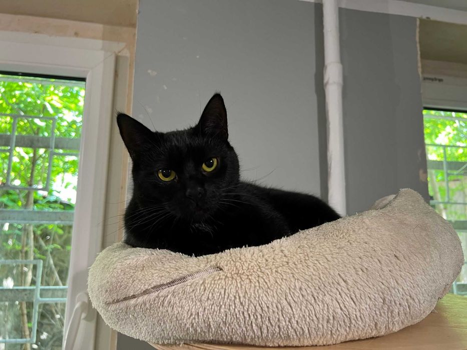 BOLERO - czarna koteczka szuka domu