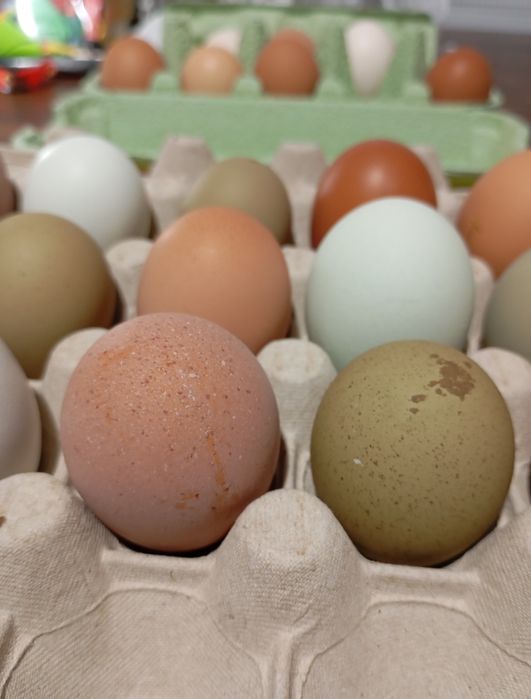 Jaja lęgowe, kolorowe jaja