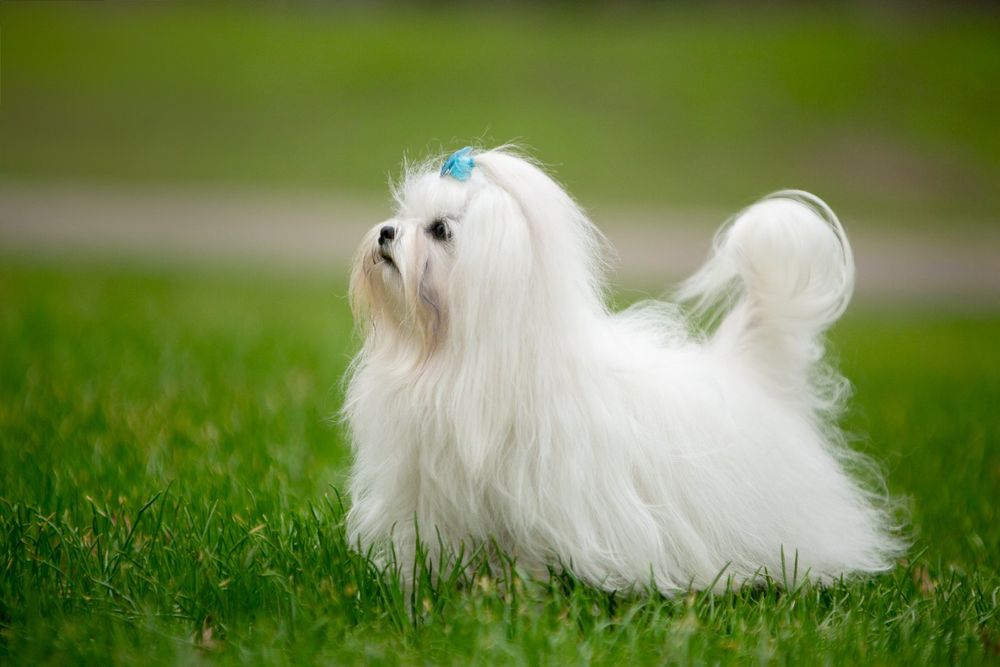 Хлопчик мальтезе КСУ в'язка