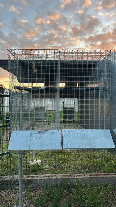 Voadeiras para aves grande porte