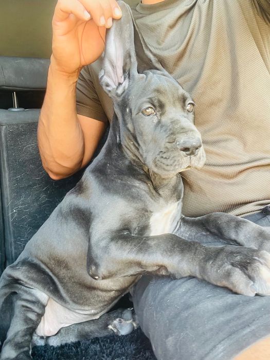 dog alemao femea