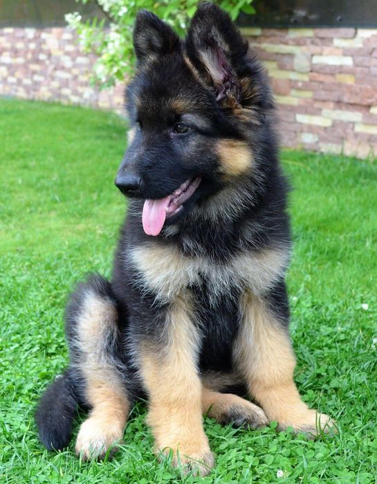 Німецька вівчарка. В'язка