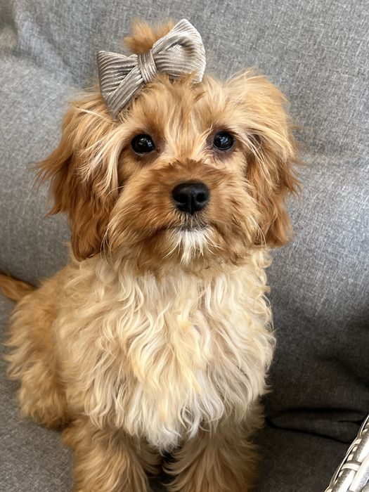 Cudowna suczka cavapoo gotowa do odbioru