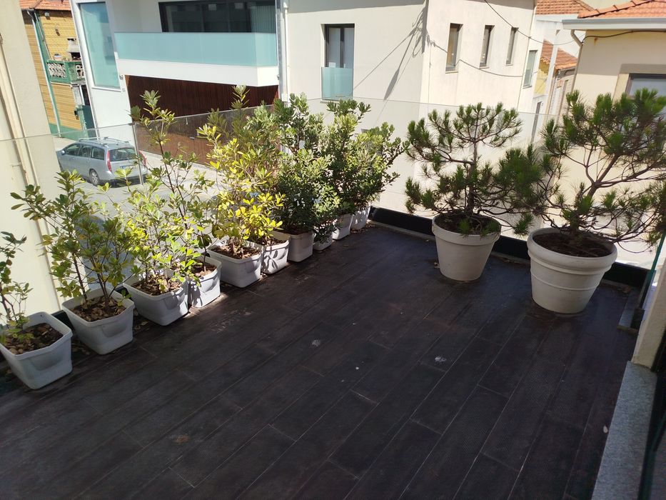 Plantas em vasos