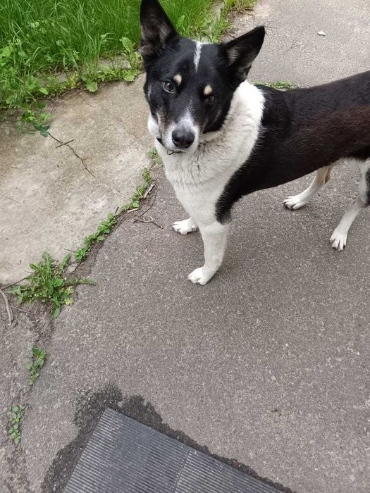 Зник пес. Допоможіть знайти!