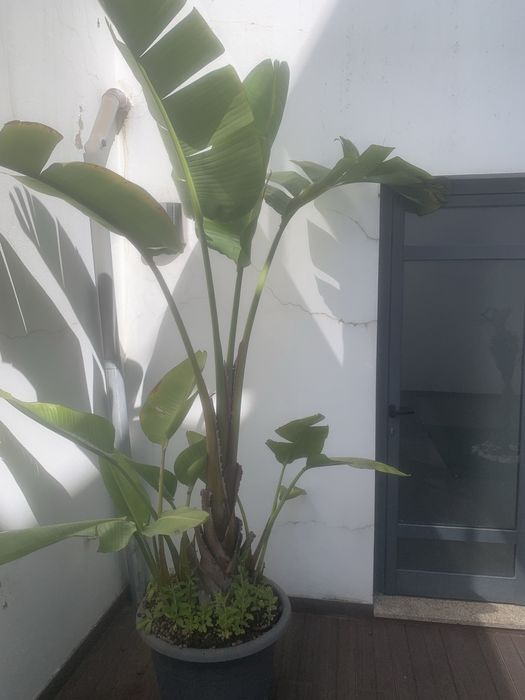 Estrelicia Nicolai (Gigante)