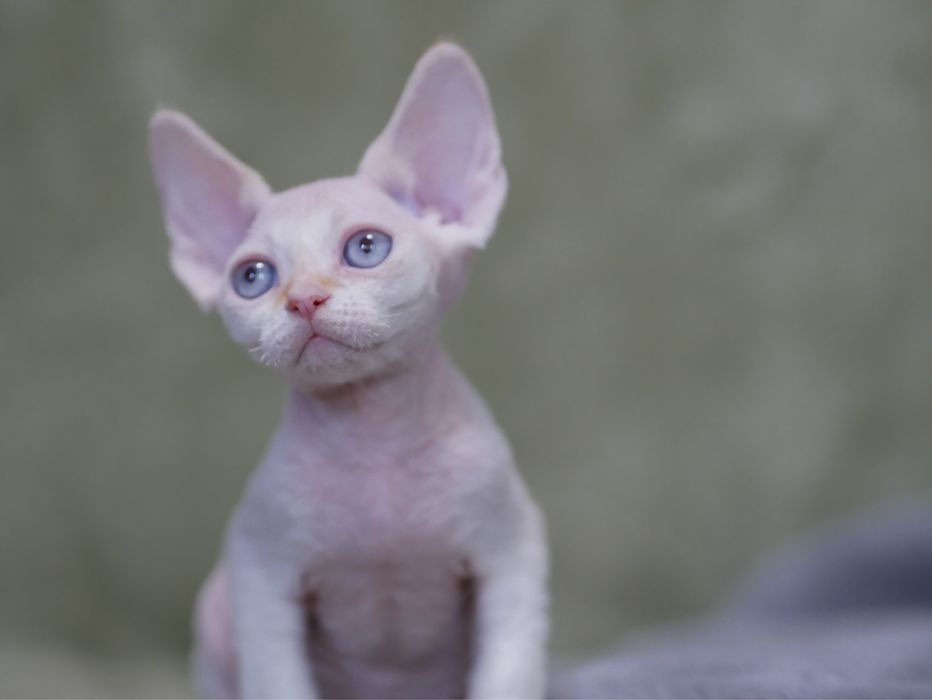 Devon Rex Chlopiec