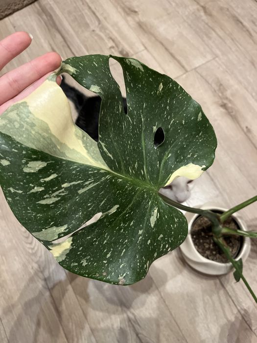 Monstera deliciosa thai constellation CAŁA ROŚLINA