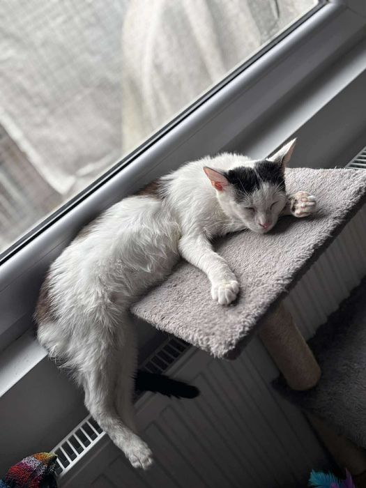 Młody Kokardek szuka domu