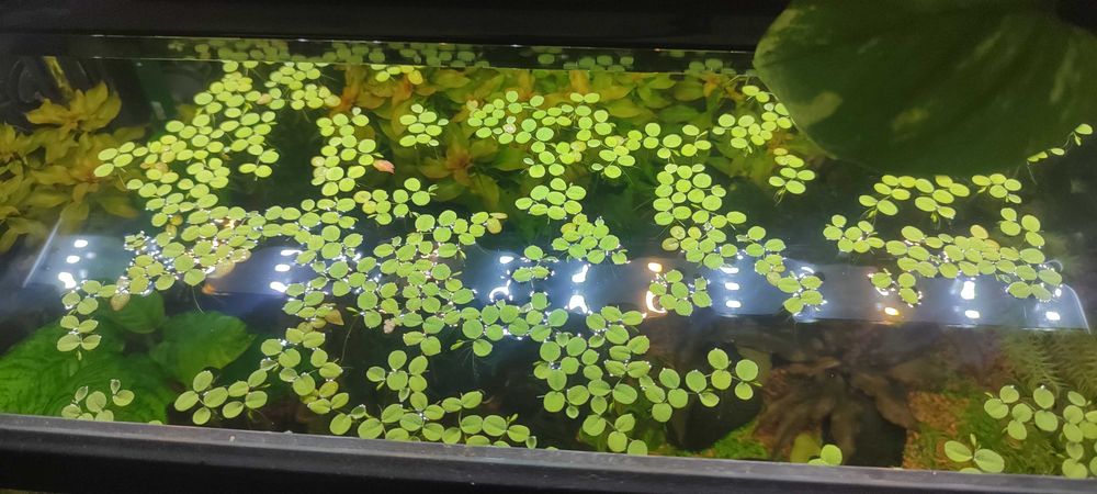 salvinia minima plantas aquaticas flutuantes