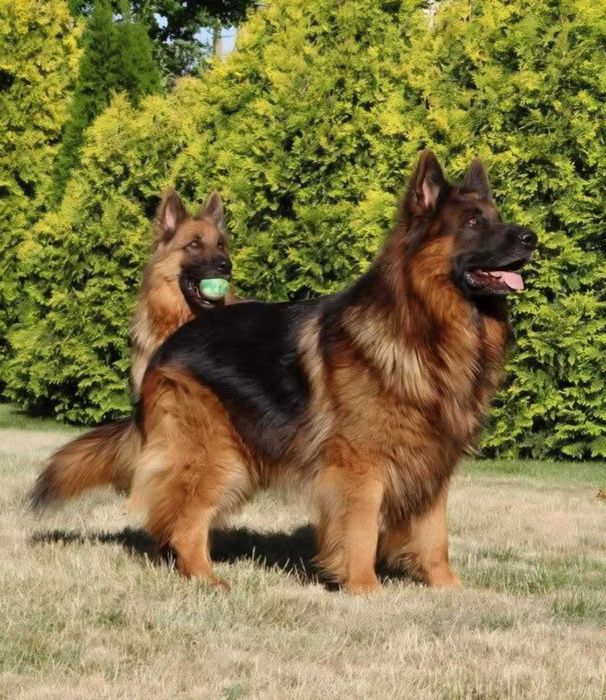 Owczarek Niemiecki Owczarki Niemieckie