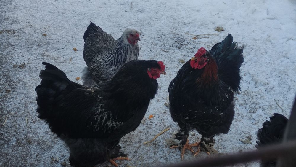 Kogut brahma sprzedam