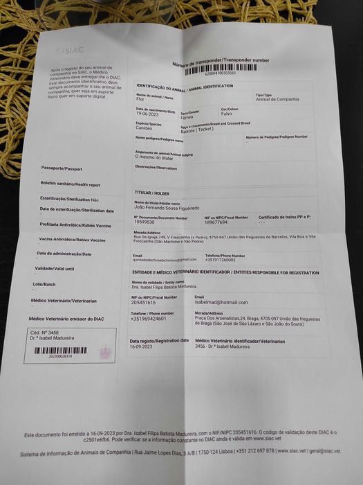 Tekel  miniatura pêlo Longo atenção com pedigree