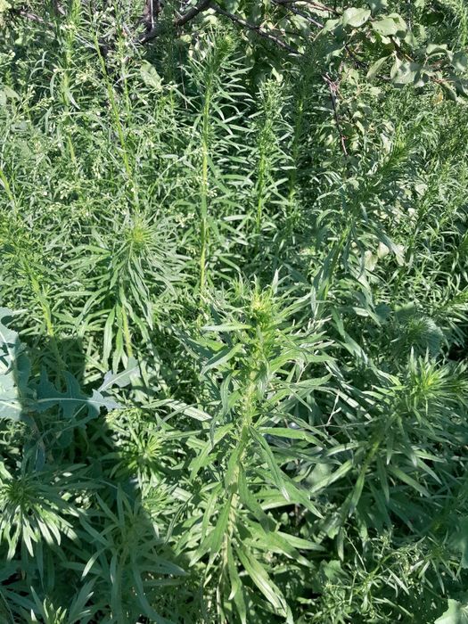 Продам личебная трави та дерева саджанці молодых.