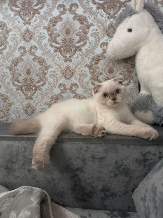 Котик хлопчик шотландський фолд