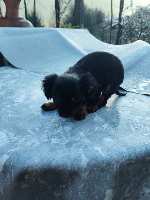 Cãezinhos para adotar