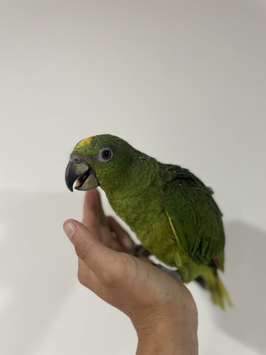 Amazona ochrocephala