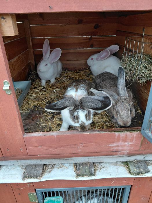 Sprzedam króliki-Olbrzym Belgijski, Baran Francuski, Nowozelandzki