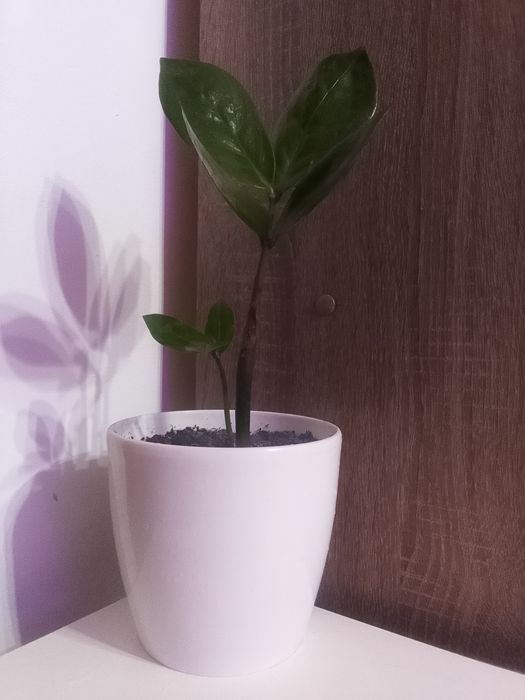 Замиокулькас или долларовое дерево