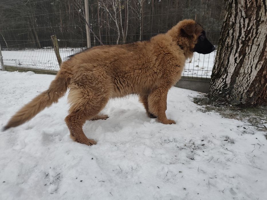 Owczarek niemiecki suczka