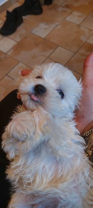 Maltanczyk gotowy do odbioru