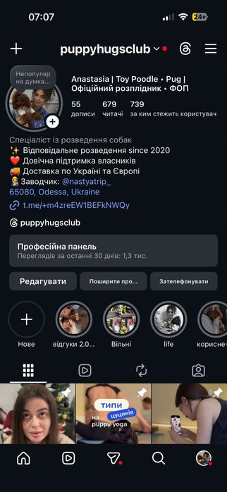 Вязка той пудель Китай