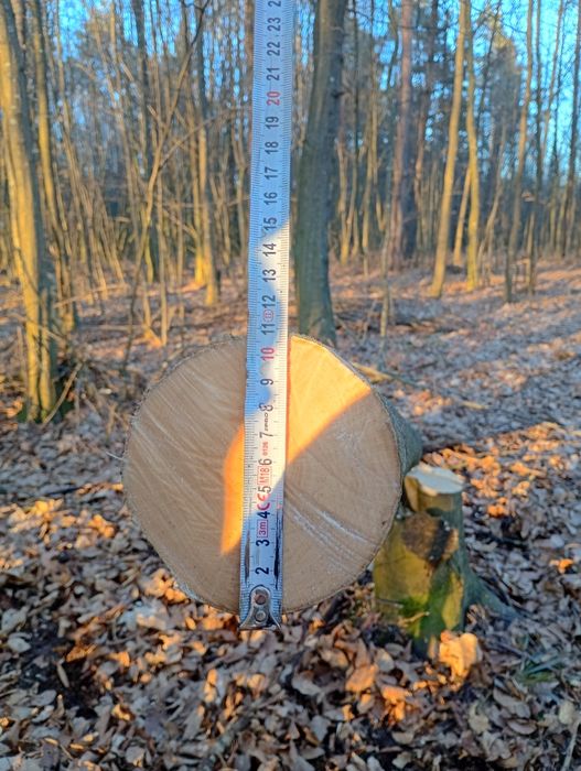 Baliki  grabowe okazja!!