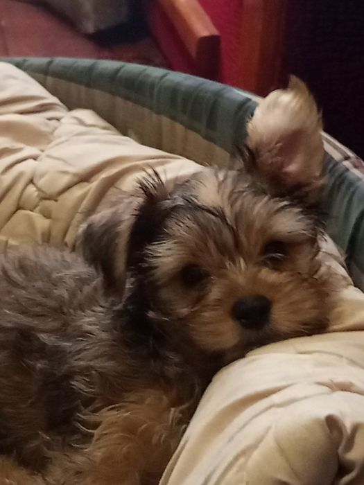 Хлопчина Йорчик, стандарт.