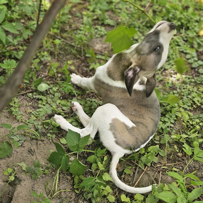 Chart angielski whippet piesek