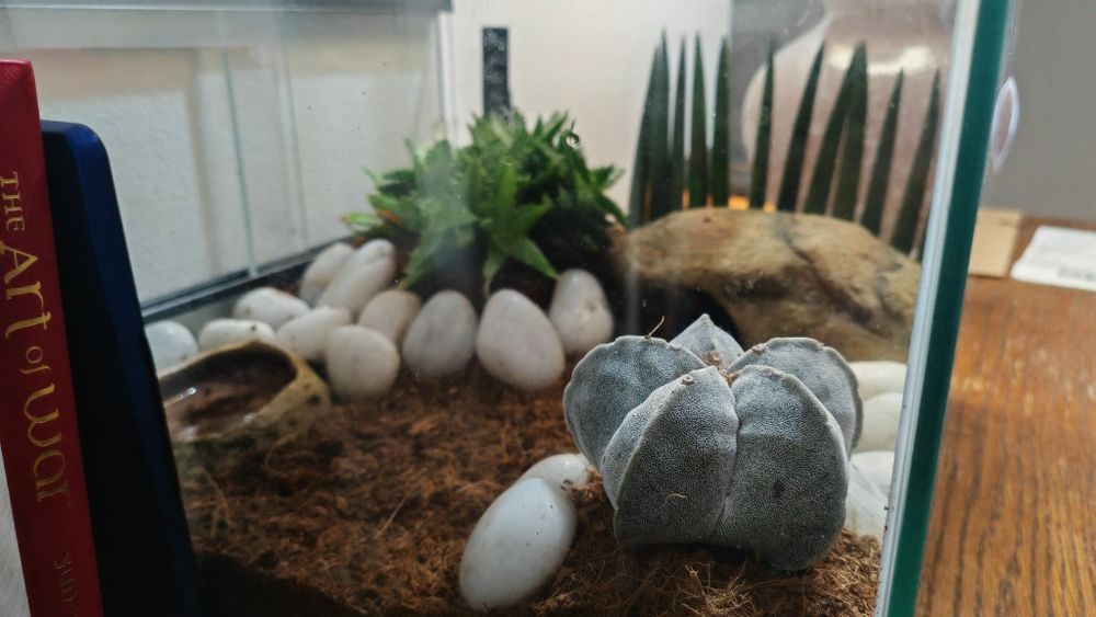 Heterometrus spinifer + terrarium