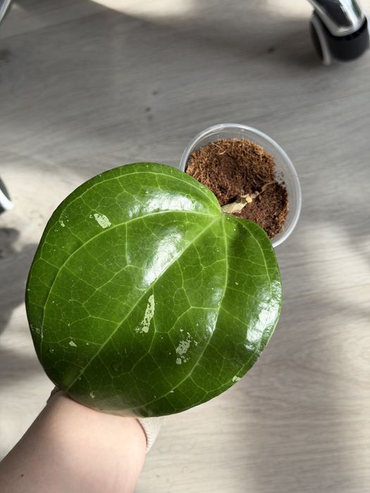 Hoya Sarawak / Хойя Саравак