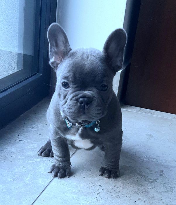 Buldog francuski sunia i piesek