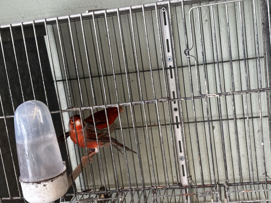 Canários topázii mosaico/vermelho e amarelo