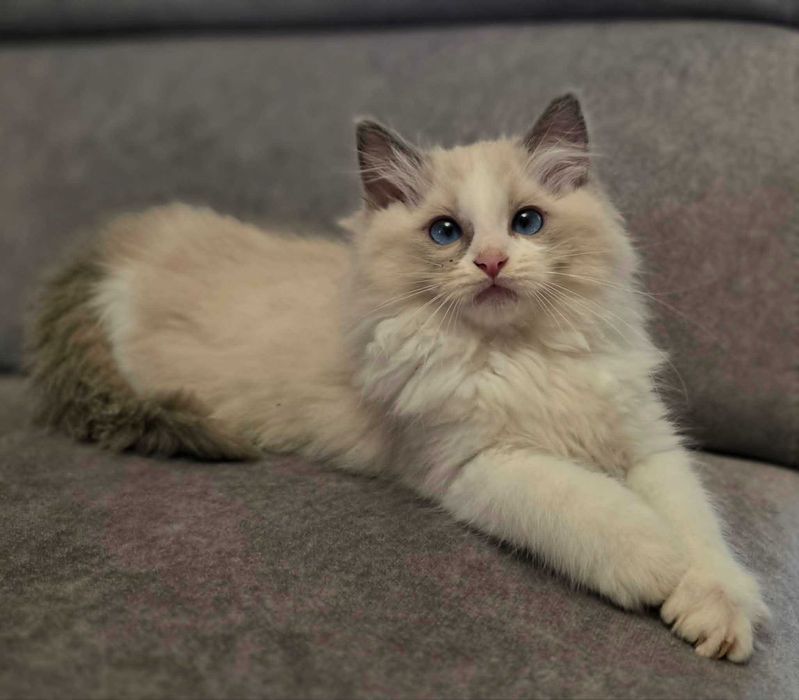 kotka ragdoll urodzona 11 marca