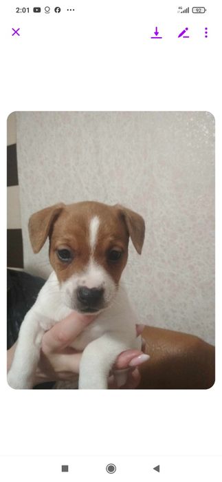 Джек Рассел тер'єр