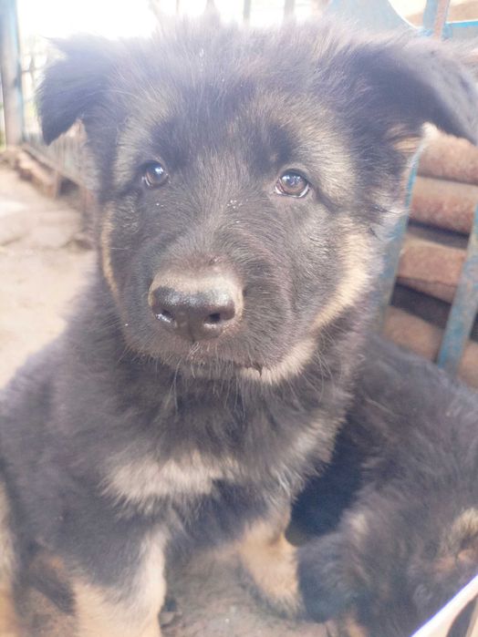 Цуценя німецької вівчарки