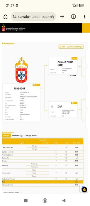 Poldro Lusitano
