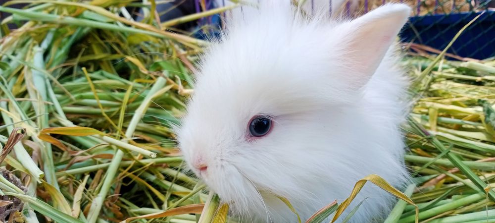 Декоративні мінні кроленята