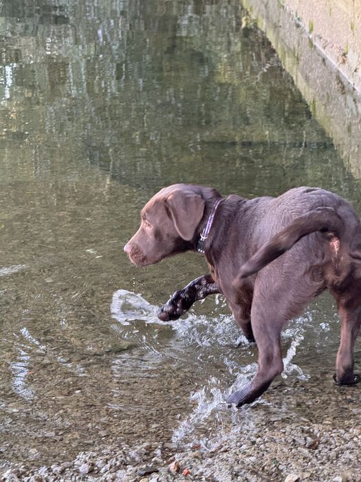 Cadela Labrador adulta (1,5 anos) procura família responsável