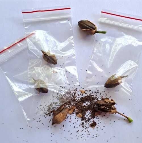 Sementes tabaco golden Virginia