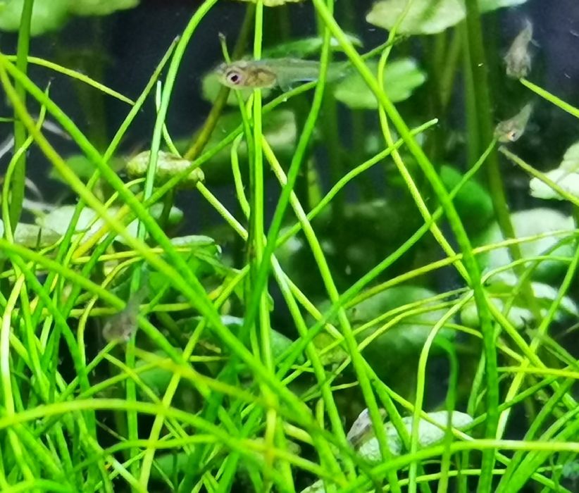 Gupiki Endlera Gupik Prywatna Hodowla SUPER samiczki Tanio!