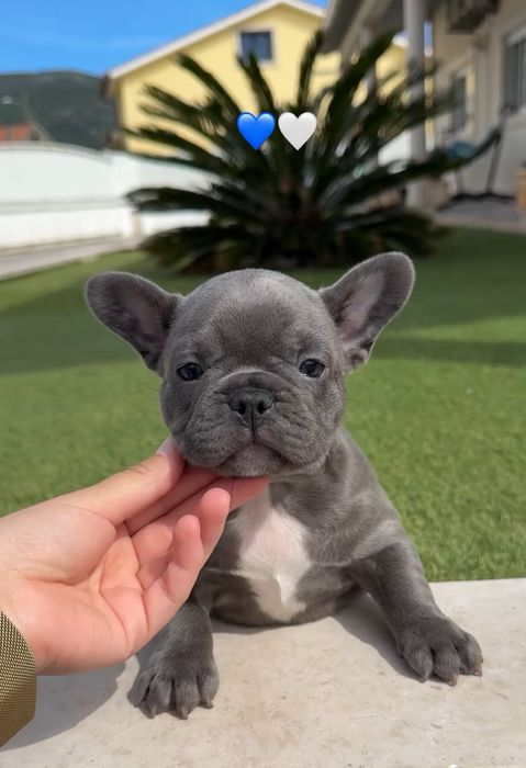 bulldog francês macho